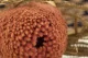 Dried Banksia Hookeriana Old Rose 2