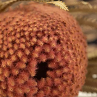 Dried Banksia Hookeriana Old Rose