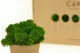 Preserved Reindeer Moss Forest Green (Box) 3