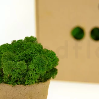 Preserved Reindeer Moss Forest Green (Box)