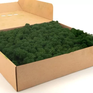 Preserved Reindeer Moss Forest Green (Box)