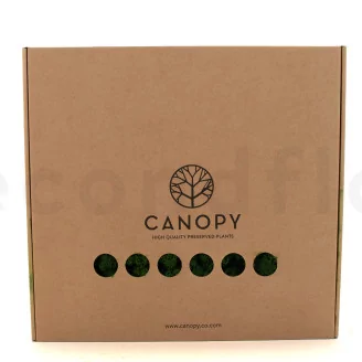 Preserved Reindeer Moss Forest Green (Box)