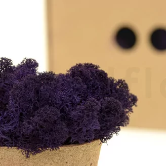 Preserved Reindeer Moss Purple (Box)