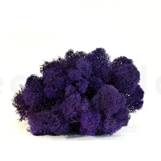 Preserved Reindeer Moss Purple (Box)