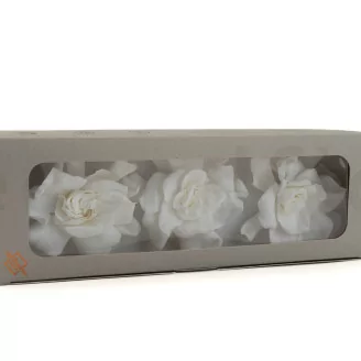 Preserved Gardenia White (set of 3)