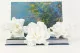 Preserved Gardenia White (set of 3) 5