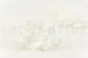 Preserved Gardenia White (set of 3) 9