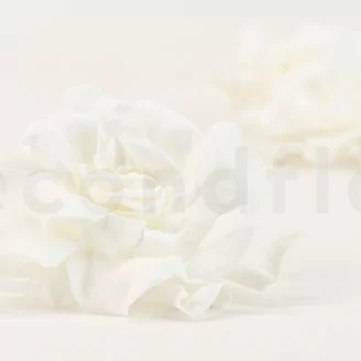 Preserved Gardenia White (set of 3)