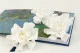Preserved Gardenia White (set of 3) 3