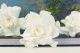 Preserved Gardenia White (set of 3) 6