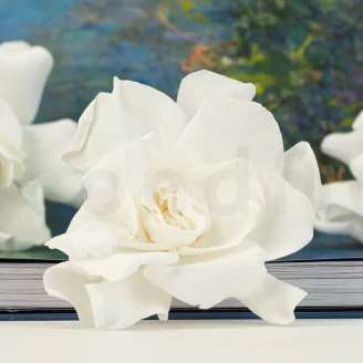 Preserved Gardenia White (set of 3)