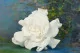 Preserved Gardenia White (set of 3) 2