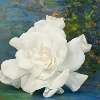 Preserved Gardenia White (set of 3)