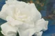 Preserved Gardenia White (set of 3) 8