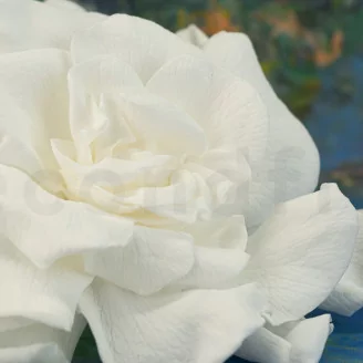 Preserved Gardenia White (set of 3)