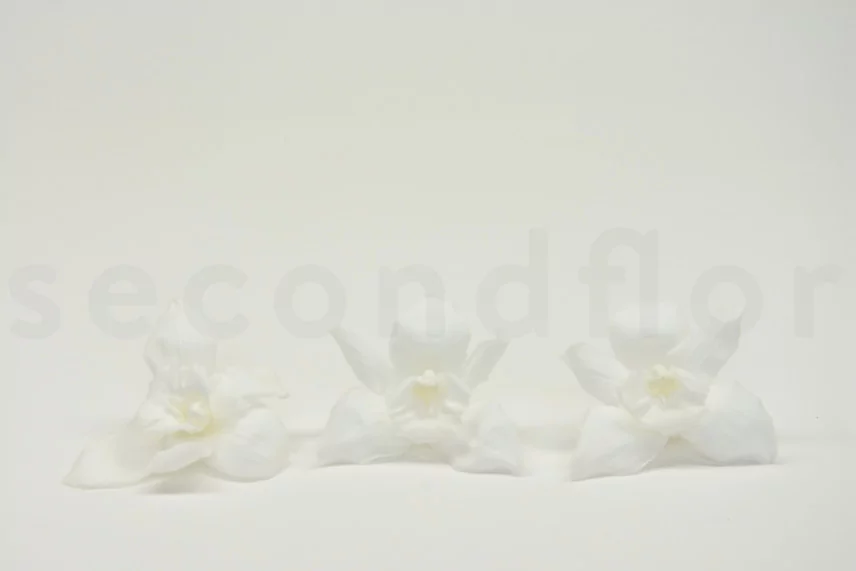 Preserved Cymbidium Orchid White (set of 3)