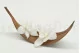 Preserved Cymbidium Orchid White (set of 3) 8