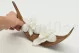 Preserved Cymbidium Orchid White (set of 3) 9