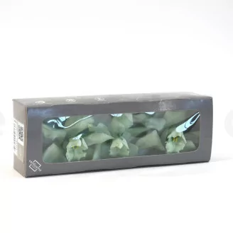 Preserved Cymbidium Orchid Green (set of 3)