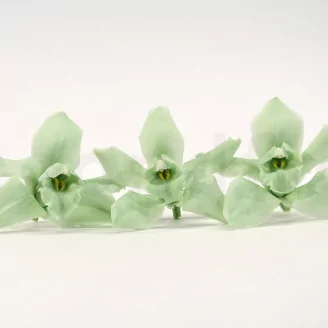 Preserved Cymbidium Orchid Green (set of 3)