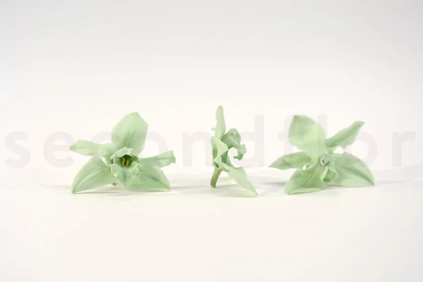 Preserved Cymbidium Orchid Green (set of 3)