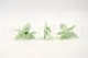 Preserved Cymbidium Orchid Green (set of 3) 1