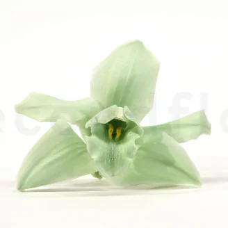 Preserved Cymbidium Orchid Green (set of 3)