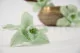 Preserved Cymbidium Orchid Green (set of 3) 7