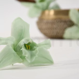 Preserved Cymbidium Orchid Green (set of 3)