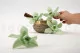 Preserved Cymbidium Orchid Green (set of 3) 8