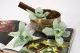 Preserved Cymbidium Orchid Green (set of 3) 9