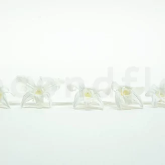 Preserved Dendrobium Orchid White (set of 5)