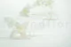 Preserved Dendrobium Orchid White (set of 5) 4