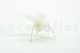 Preserved Dendrobium Orchid White (set of 5) 7