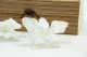 Preserved Dendrobium Orchid White (set of 5) 10