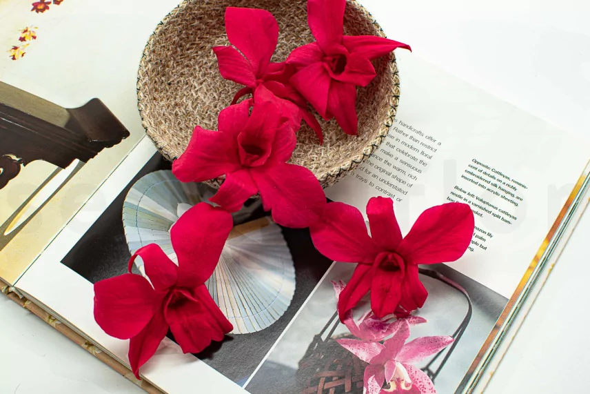 Preserved Dendrobium Orchid Pink (set of 5)
