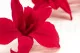 Preserved Dendrobium Orchid Pink (set of 5) 10
