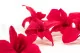 Preserved Dendrobium Orchid Pink (set of 5) 11