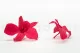 Preserved Dendrobium Orchid Pink (set of 5) 12