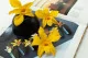 Preserved Dendrobium Orchid Yellow (set of 5) 1