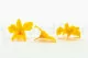 Preserved Dendrobium Orchid Yellow (set of 5) 3