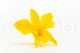 Preserved Dendrobium Orchid Yellow (set of 5) 4