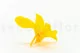 Preserved Dendrobium Orchid Yellow (set of 5) 5