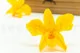Preserved Dendrobium Orchid Yellow (set of 5) 6