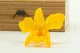 Preserved Dendrobium Orchid Yellow (set of 5) 9