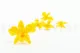 Preserved Dendrobium Orchid Yellow (set of 5) 10
