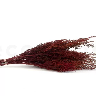 Preserved Stoebe Red
