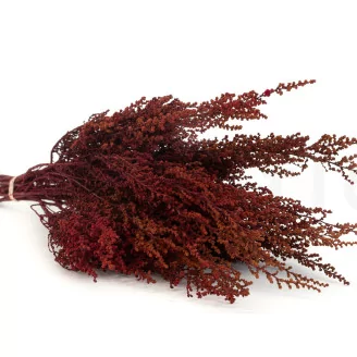 Preserved Stoebe Red