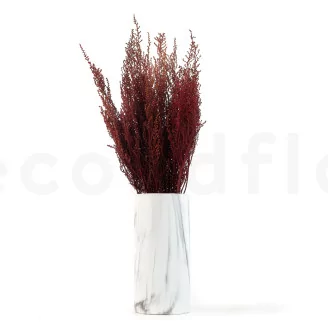 Preserved Stoebe Red