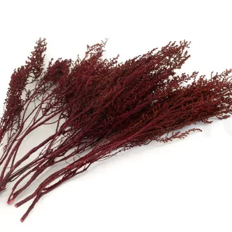 Preserved Stoebe Red